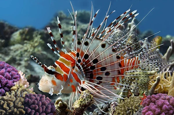 Närbild Spotfin Lionfish Pterois Antennata Röda Havet Stockfoto