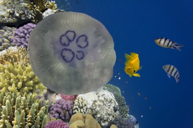 Dev denizanaları suyun altında takip tentacles ile Yüzme