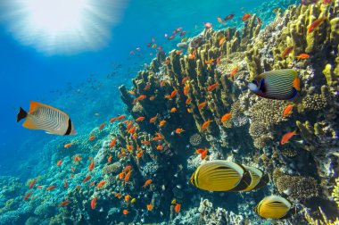 Underwater landscape, Red Sea, Egypt clipart