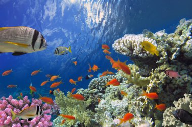mercan ile egzotik balıkları ile yumuşak ve sert mercan