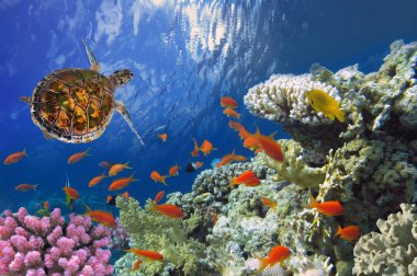 Hawksbill Sea Turtle on coral reef in the Red Sea clipart