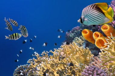 threadfin butterflyfish (chaetodon Arabacı) ve sarı tüp spong