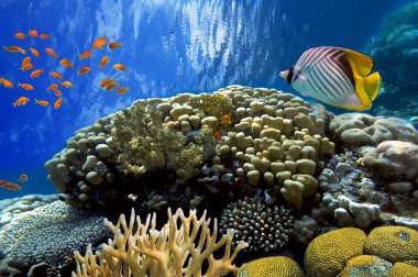 mercan peyzaj, red sea, Mısır