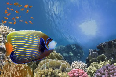 İmparator melek balığı (pomacanthus imperator)