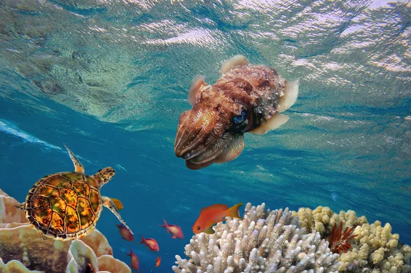 홍 해의 산호초에 오징어 — 스톡 사진