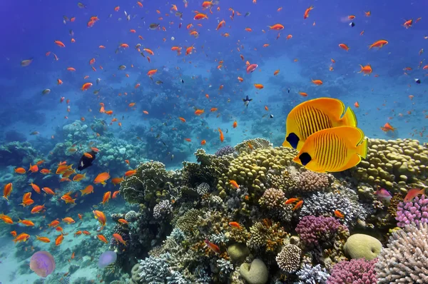 Coral landscape — Stock Photo, Image