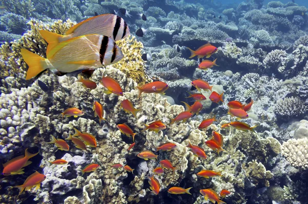 Peixes tropicais no recife de coral — Fotografia de Stock