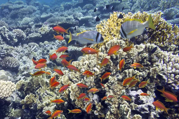 Pesci tropicali sulla barriera corallina — Foto Stock