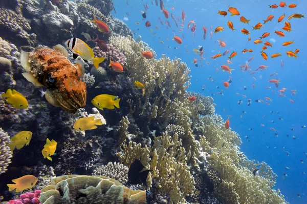 Korall landscape.red tenger, Egyiptom — Stock Fotó
