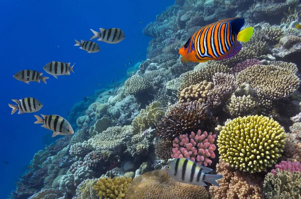 okul, Başçavuş, red sea, Mısır