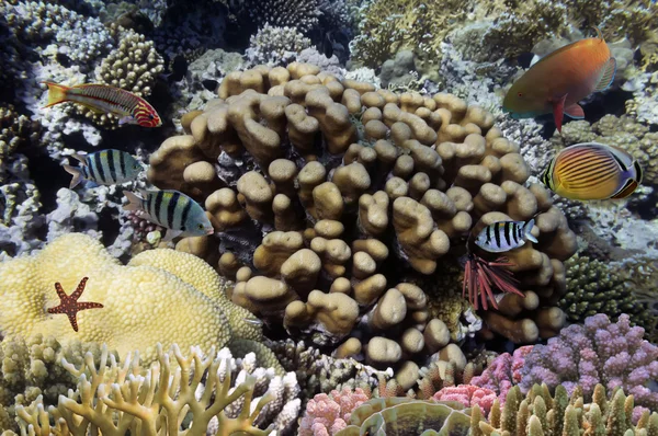 Foto einer Korallenkolonie auf einer Riffspitze — Stockfoto