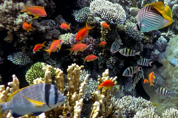 努力与各种生物礁 — 图库照片