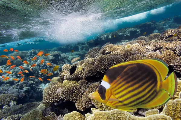 Coral koloniyi resif üst fotoğrafı — Stockfoto