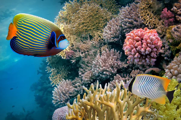 Arrecife de coral, Mar Rojo, Egipto — Foto de Stock