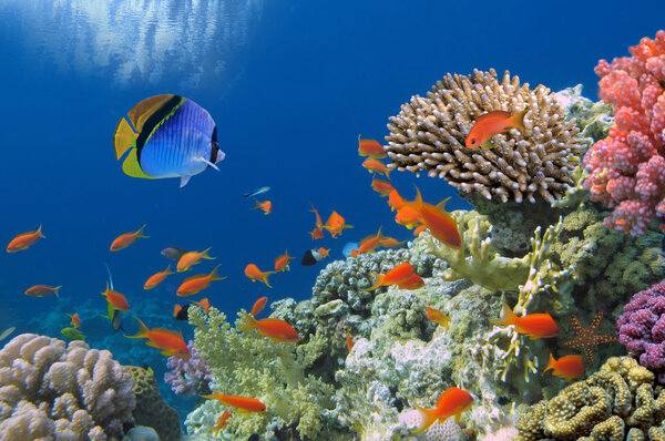 Tropical Fish on Coral Reef in the Red Sea