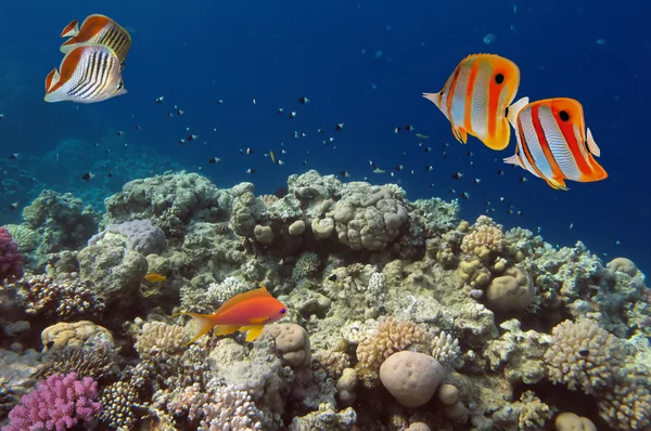 Coral and fish in the Red Sea.Egypt. — Stock Photo, Image