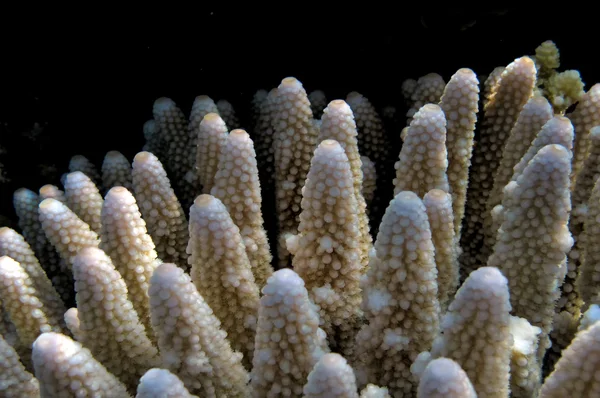 Acropora 하드 산호 — 스톡 사진