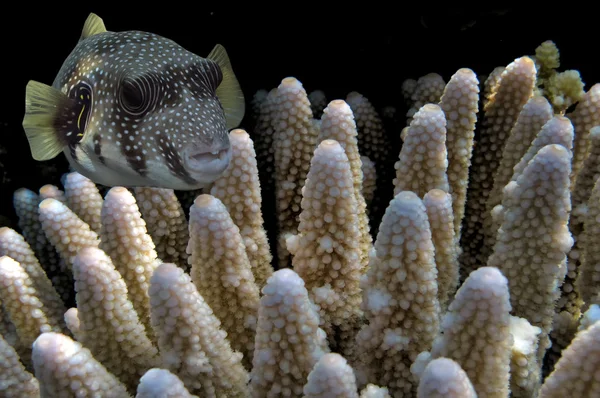Poisson-globe géant et corail dur — Photo