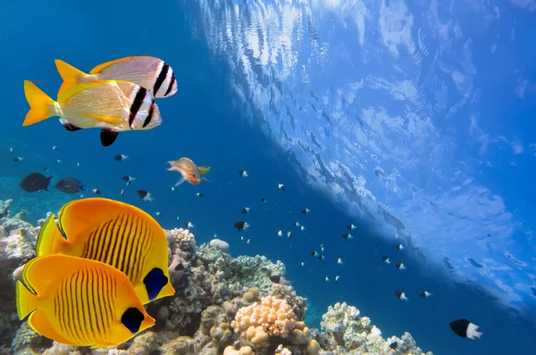 Mariposa enmascarada Peces y arrecife de coral, Mar Rojo, Egipto — Foto de Stock