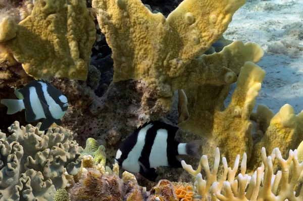 Paisaje del coral, Mar Rojo, Egipto —  Fotos de Stock