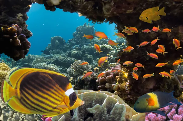 Tropische vissen en harde koralen in de rode zee, Egypte — Stockfoto