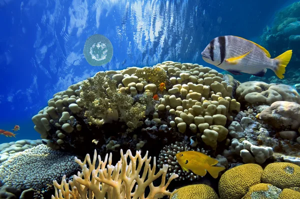 Paisagem coral, Mar Vermelho, Egito — Fotografia de Stock