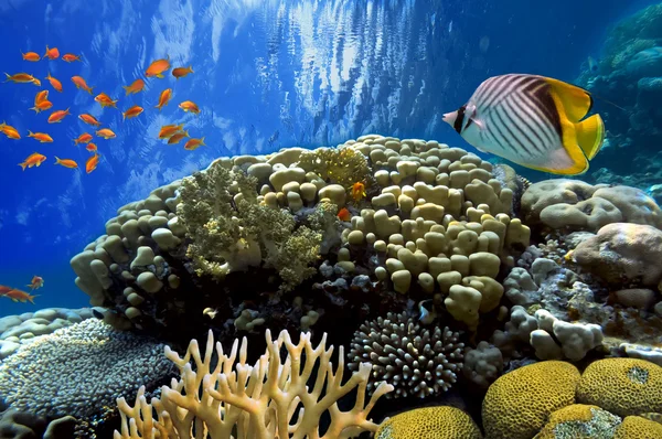 Paisaje del coral, Mar Rojo, Egipto — Foto de Stock