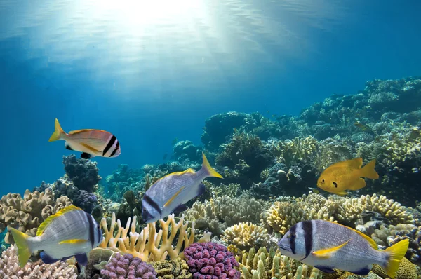 Peixes tropicais no recife de coral — Fotografia de Stock