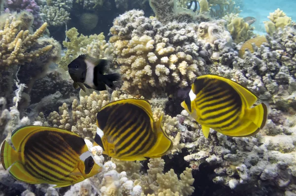 Raccoon butterfly fish on the coral reef — Stock Photo, Image