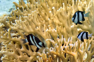 Millepora yangın mercan