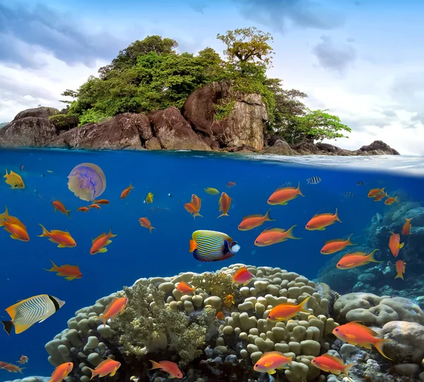 Photo d'une colonie de corail sur un sommet de récif — Photo