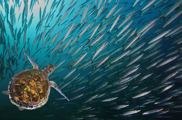 Черепаха. (Green Sea Turtle - Chelonia mydas ) — стоковое фото