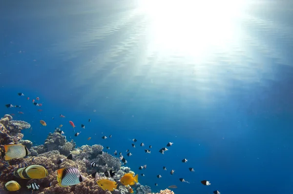 Recifes de Coral e Peixes Tropicais à Luz do Sol — Fotografia de Stock