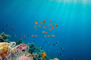 deniz kaplumbağası mercan resif üzerinde Yüzme