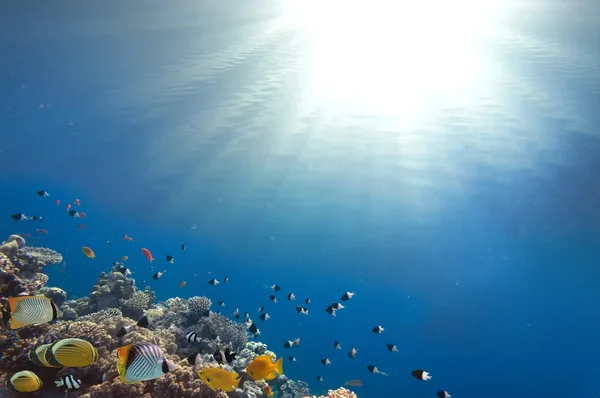 Recifes de Coral e Peixes Tropicais à Luz do Sol — Fotografia de Stock