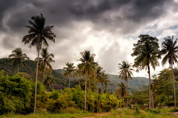Kokosové palmy před bouří — Stock fotografie