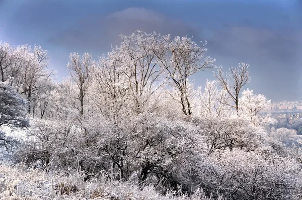 Frozen tree on winter field — Stock Photo, Image