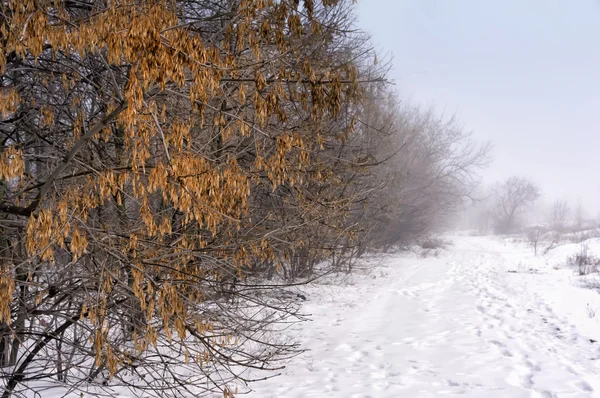 Autumn trees in the snow in early winter time — Stock Photo, Image