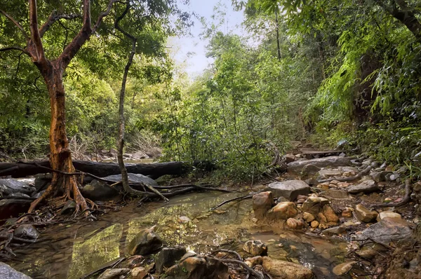 Un sentier menant à une forêt tropicale (Parc National du Doi Inthanon — Photo