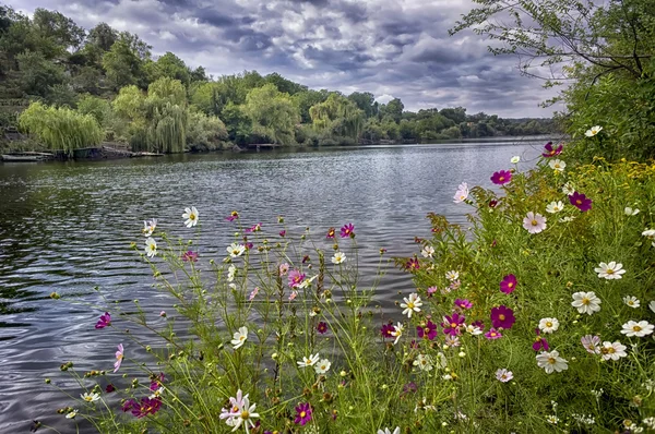 Kosmos Blumen — Stockfoto