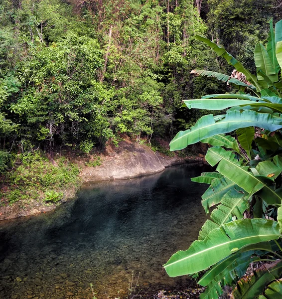 Flusso nella foresta tropicale — Foto Stock