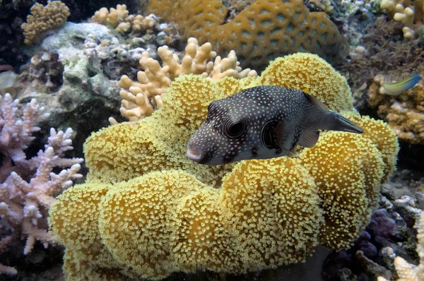 Arrecife de coral con gran coral suave amarillo en el fondo del mar rojo —  Fotos de Stock