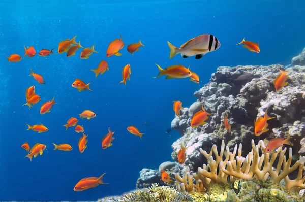 Rafy i ryby w czerwony sea.egypt — Zdjęcie stockowe