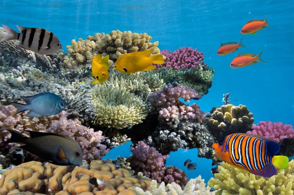 Podvodní střílet ostré korálový útes s ryby — Stock fotografie