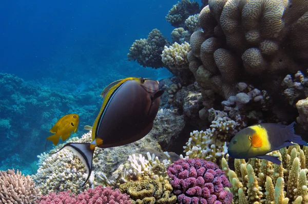 Poeder blue tang in het koraalrif — Stockfoto