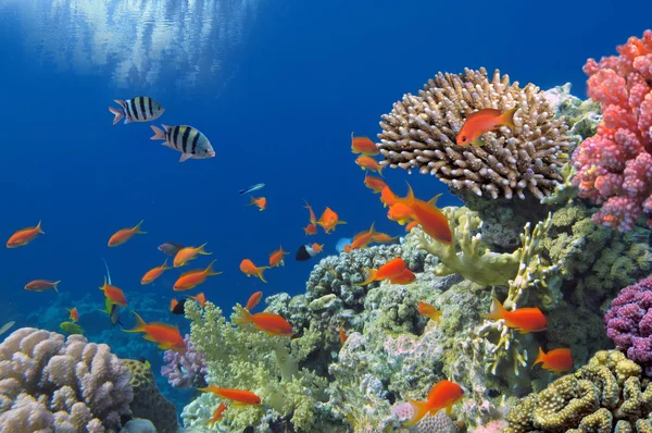 Tropikal balıklar Kızıldeniz coral reef doğum — Stok fotoğraf