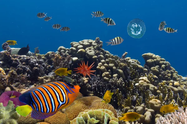 Подводная жизнь Красного моря в Египте — стоковое фото