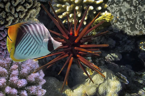 Giant Red Sea Urchin — Stock Photo, Image