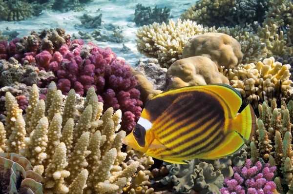 热带鱼在珊瑚礁 — 图库照片