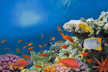 tropikal balık ve sert mercan red Sea, Mısır